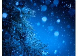 夜晚的雪花与松树摄影