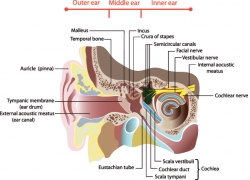 耳朵结构图和名称