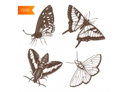 素描蝴蝶和飞蛾